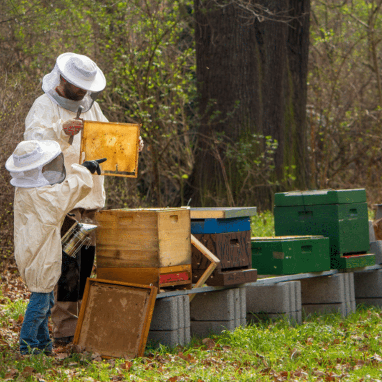 Atelier découverte : la ruche en extérieur