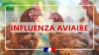 Influenza aviaire – Niveau de risque élevé